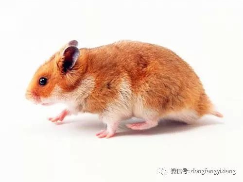 2026年1月19日属鼠，今日相冲：羊，相合：猪，相刑：牛，吉日：鼠猪羊三合日