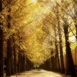 北京钓鱼台银杏大道