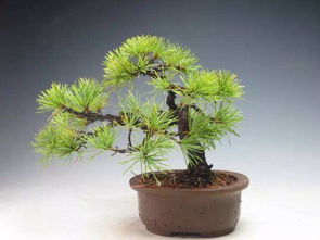 四、 浇水管理与薄肥勤施原则