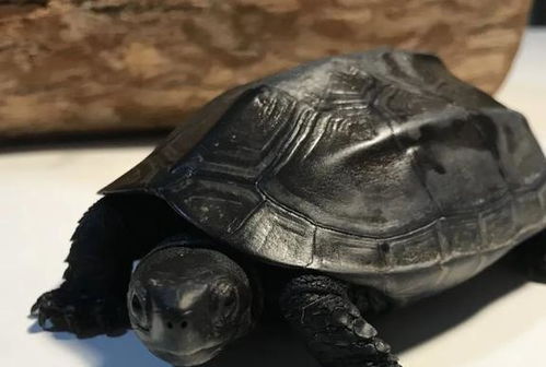 养龟记中养龟是否可以完全忽略风水因素？