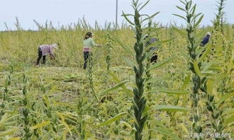 从农业生产到精神寄托：芝麻文化的演变