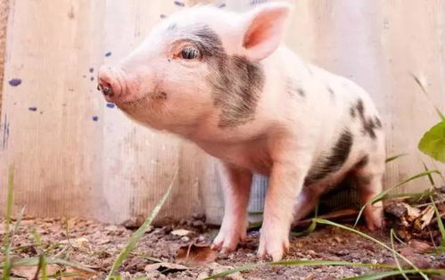 2026年属猪女是否遭遇死劫？2025年71岁属猪佩戴饰物有何寓意？