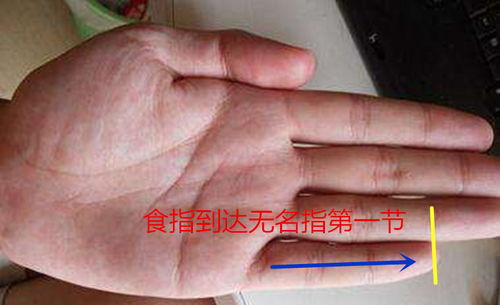 六、  小指：社交能力与后代成就的多元解读