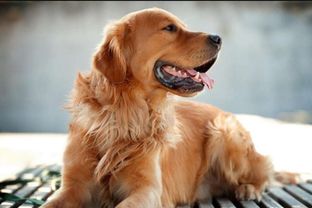 70年属狗男性一生婚姻状况如何？