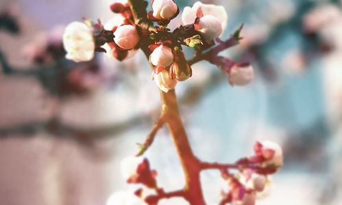 二、 积极心态对正缘桃花的催化效应