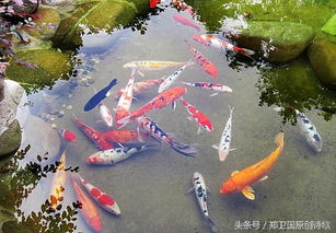 女人梦到捡鱼是何吉凶？梦见鱼和水对女性有何特殊寓意？