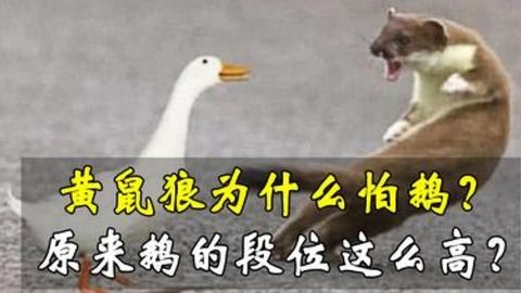 ：风水学视域下的神秘动物