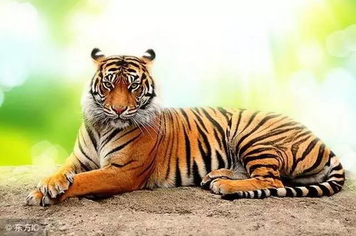 虎生肖与哪种生肖最为相配呢？