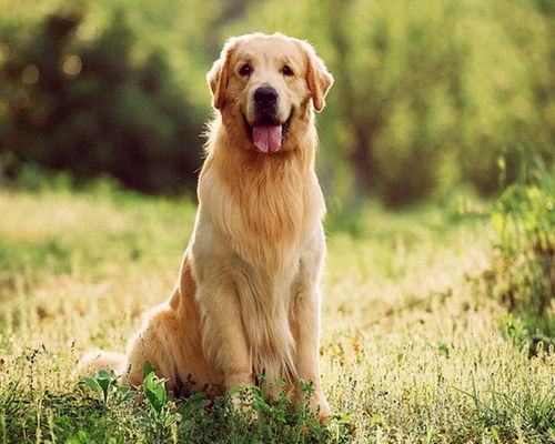 (一)庚寅虎|艮宫稳进格局下|比劫扶身与财星拱照共振效应