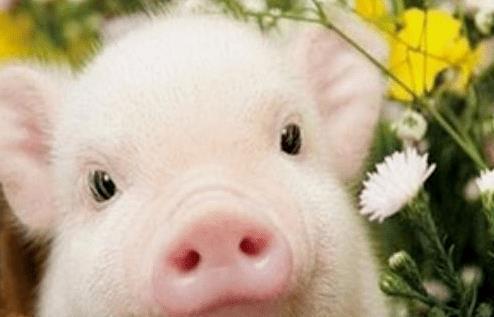 属猪阳历12月份财运如何，十二月属猪的运程具体表现是什么？