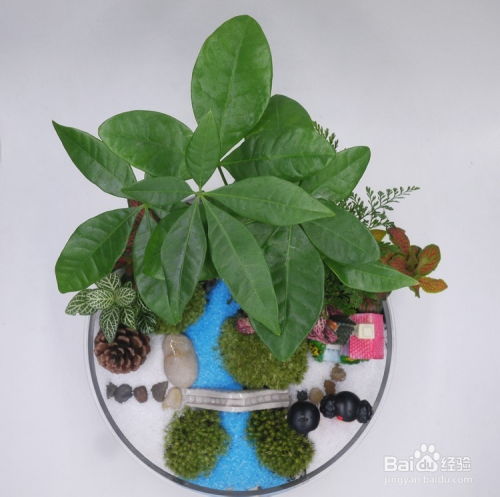 家里盆栽风水，哪种风水最好的盆栽适合摆放？