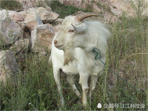 2015年和1979年属羊的人2026年的健康运势分别如何？