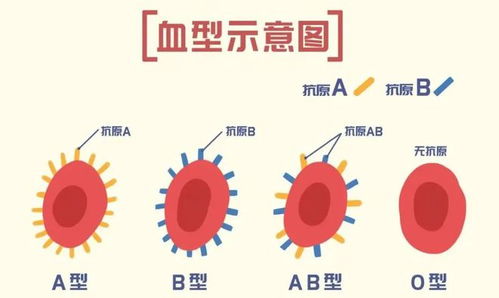 2.3 血型特征与癌症风险