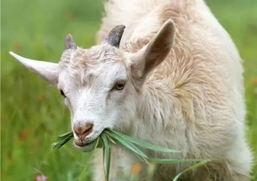 79年属羊的人适合养什么植物可以旺财？