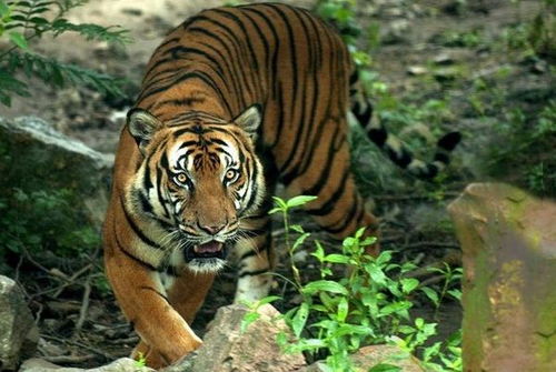 生肖虎对应的数字是什么？这个数字有什么特殊含义？