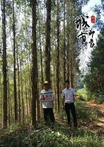 案例回顾一：科协主任砍树事件