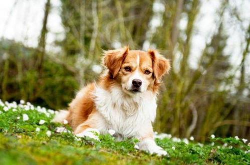 2026年属狗的人挂什么生肖吉祥物，事业运势中哪些吉星会助力？