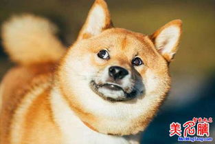 四、 一些吉祥的名字推荐