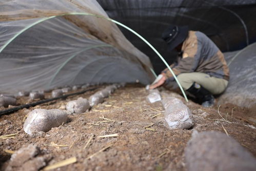 如何调整火燥土燥八字中金元素，以缓解八字土燥问题？