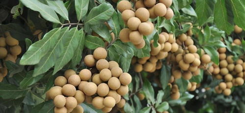 女人梦到湿桂圆简直了！