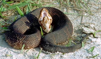 一、 蛇在中国古代神话与祭祀中的神秘性