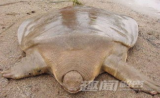 大溪水命究竟与哪种动物蕞为相配，养鱼是否是蕞佳选择呢？