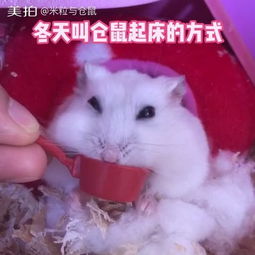 二 《仓鼠起名攻略,怎样为萌宠挑选独特又贴心的名字》(《从个性到喜良好,探寻仓鼠名字背后的命名艺术创作》) 2025-12-14 10:06:48来源:fubiju.com作者:瑞福居士浏览次数 12