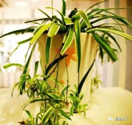 吊兰：净化空气与平和心境的双重功效