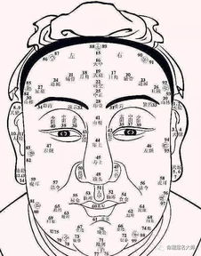 面相学视角下的额头解析：一门兼具智慧判断与命运推测的古老艺术创作