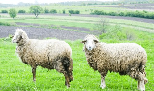 1967年属羊女2026年每月运势如何？