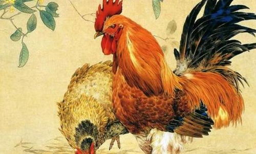 81年属鸡男性最佳配偶是谁？