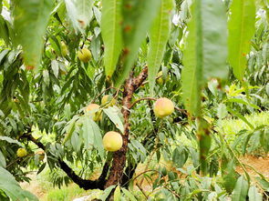 ‘将夭桃秾李’指的是哪个生肖年？‘2025年葡萄’又是指哪个生肖？