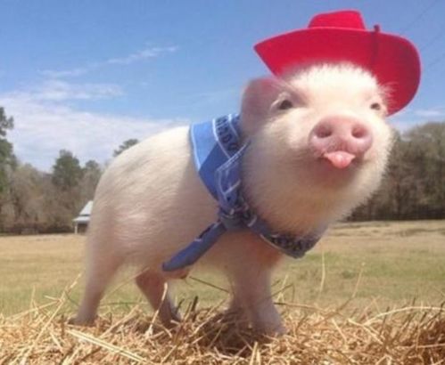 猪（亥）之善良与正直