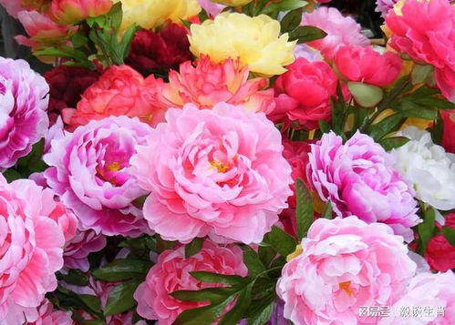 牡丹花属什么生肖？牡丹花比喻什么动物有何寓意？