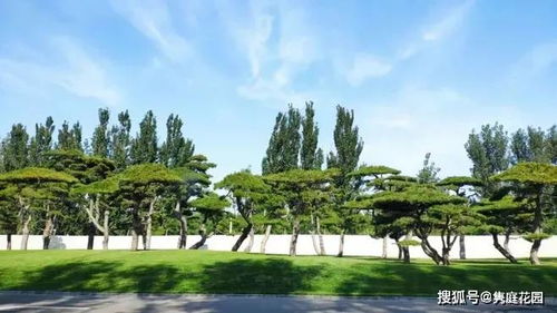 庭院种植松柏，对风水有好处吗？