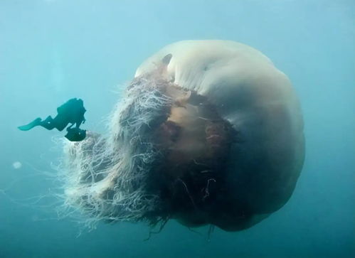 三、 水母及珊瑚虫等柔软体生物之对比探究