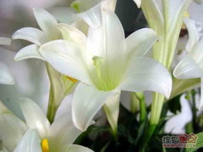 属牛的人用几支百合花风水最好？花瓶插几支百合花更美观？