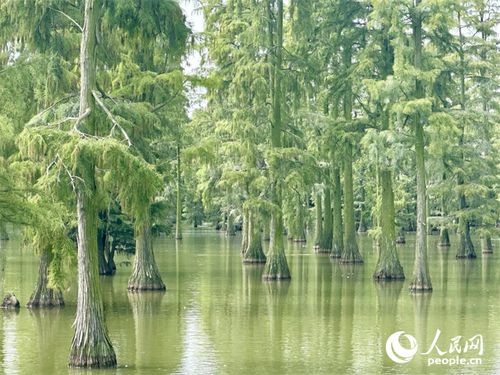 生态环境：清朗水质与生机勃勃的生物多样性