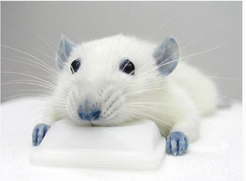 2026年属鼠处女座健康运势和整体运势具体是怎样的？