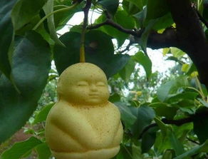 有哪些名字好听且独特的水果名称可依推荐？