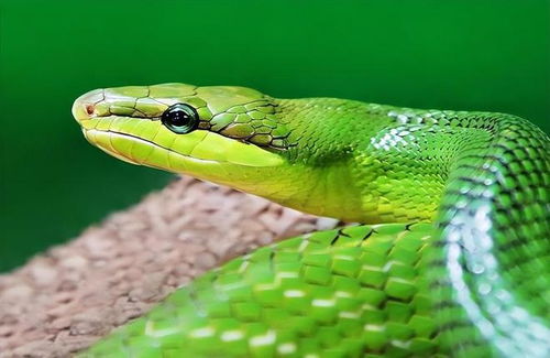 哪个生肖本领一脉相承，过硬本领作证，打一生肖谜底是什么生肖？