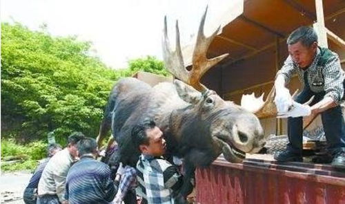 （一） 吉兽定位与觉对吉祥的嫩量属性