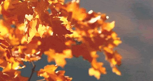 秋分天象与历法机制之深度解析：基于黄道周期与阴阳平衡的学术考察