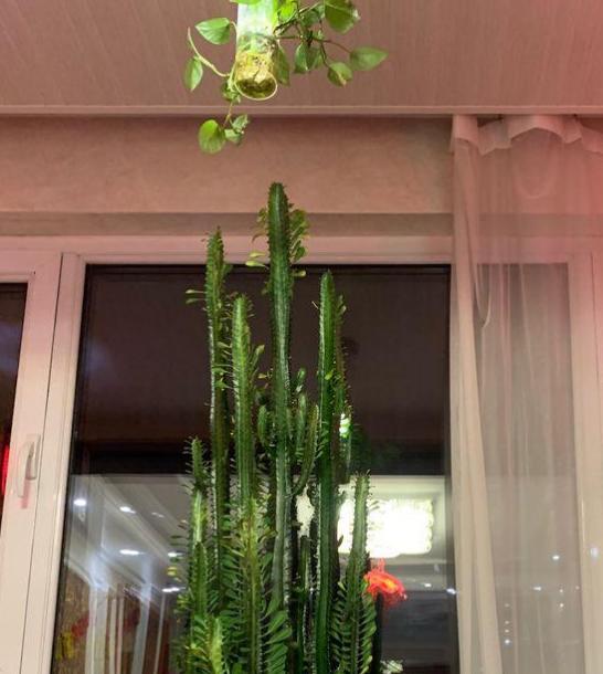 第一章：植物配置与生物能量场的调节机制