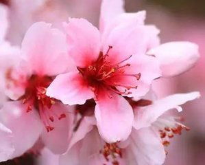 玫瑰花八字花在八字算命中具体代表什么含义？