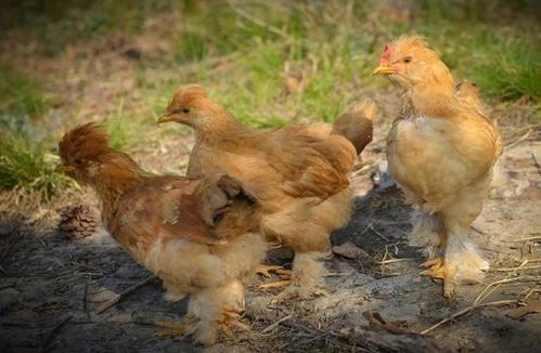 属鸡2026年感情运势具体表现和变化是怎样的？