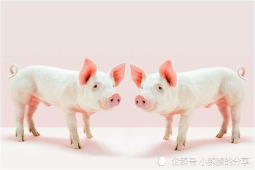 十一月猪：淡定帝