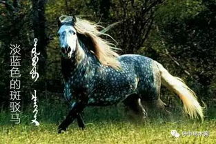 一、 马年男孩取名这事儿可太玄学了