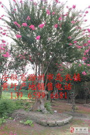 花花草草的后台老板