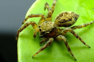 孔雀跳蛛（Peacock Spider）之形态特征与交配展示行为